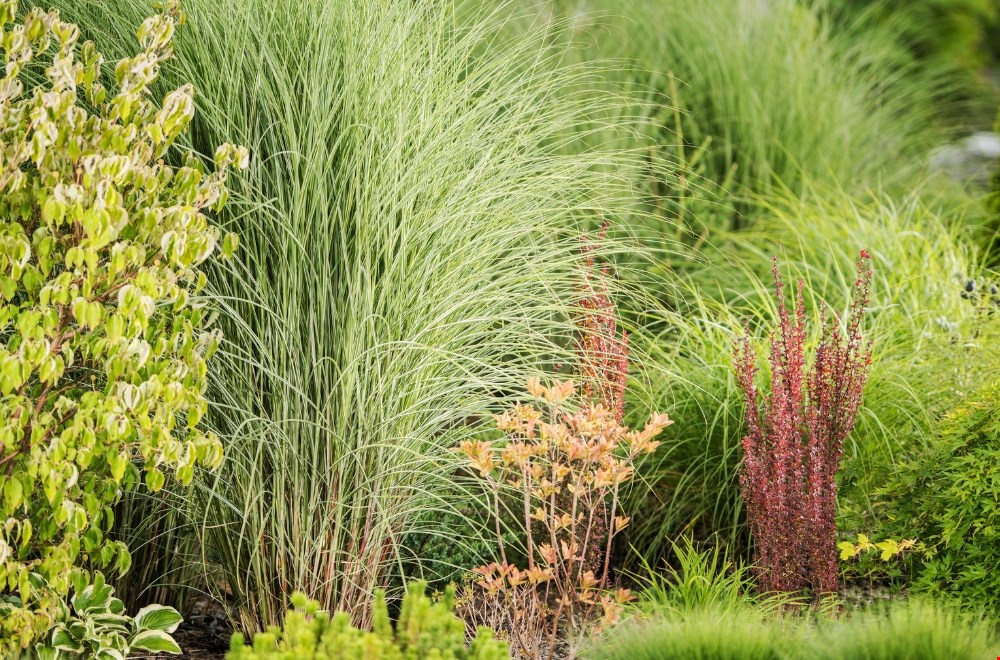 Het geheim van een tuin die er het hele jaar aantrekkelijk uitziet